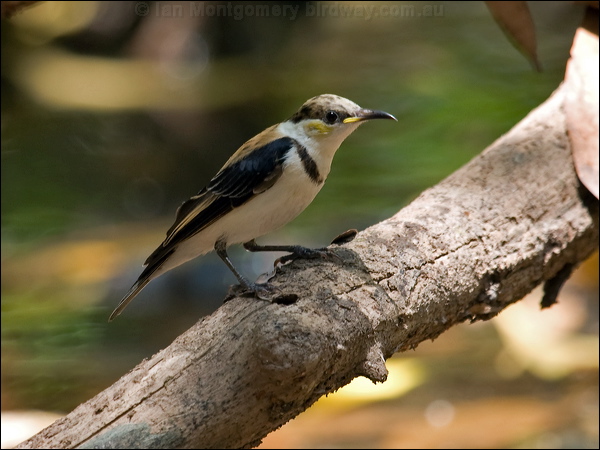 Banded Honeyeater banded_honeyeater_92124.psd