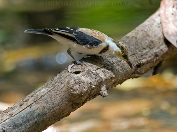 Banded Honeyeater banded_honeyeater_92131.psd