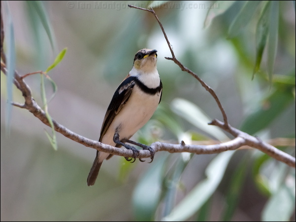 Banded Honeyeater banded_honeyeater_92527.psd