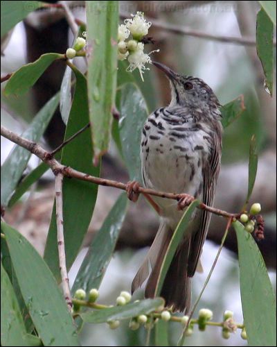 Bar-breasted Honeyeater barbreasthoneyeater_34712.jpg