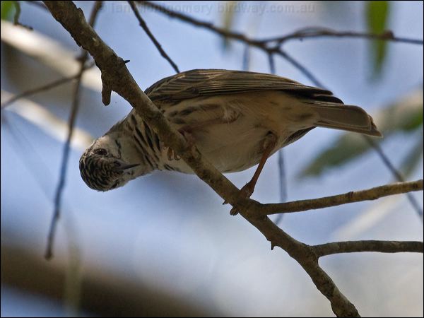 Bar-breasted Honeyeater barbreasthoneyeater_92086.psd