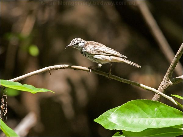 Bar-breasted Honeyeater barbreasthoneyeater_92114.psd