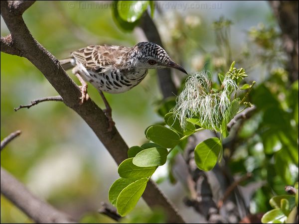 Bar-breasted Honeyeater barbreasthoneyeater_92962.psd