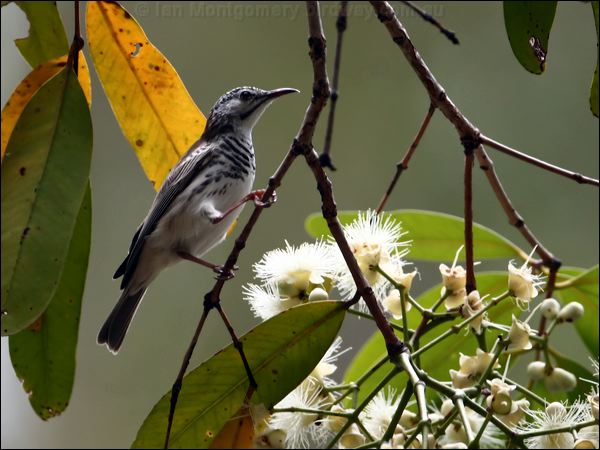 Bar-breasted Honeyeater barbreasthoneyeater_96442.psd