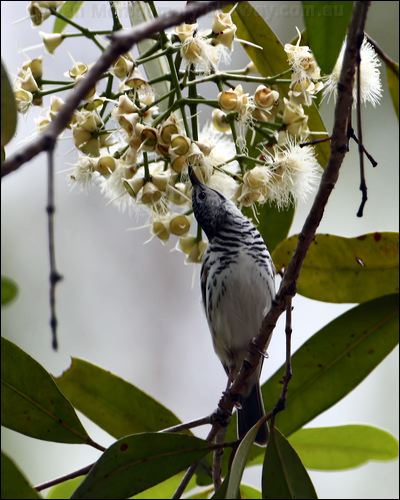 Bar-breasted Honeyeater barbreasthoneyeater_96448.psd