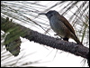 barred_honeyeater_165459