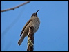 barred_honeyeater_165833