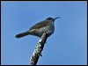 barred_honeyeater_165854