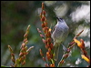 barred_honeyeater_166226
