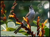 barred_honeyeater_166240