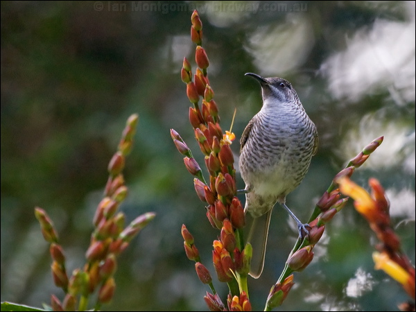 Barred Honeyeater barred_honeyeater_166226.psd
