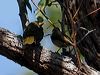 bell_miner_315479