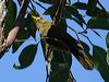 bell_miner_315624