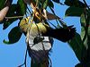 bell_miner_315639