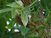 bell_miner_315683