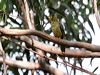 bell_miner_47855