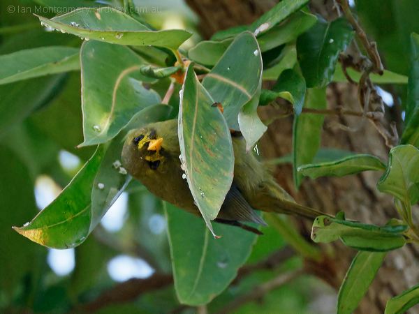 Bell Miner bell_miner_315688.psd