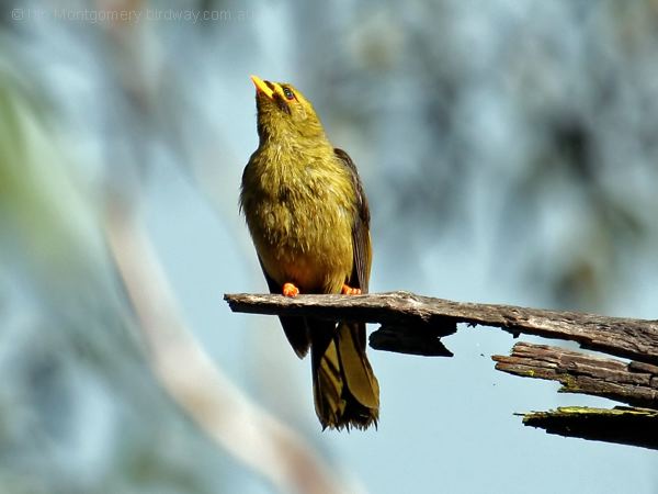 Bell Miner bell_miner_47869.psd