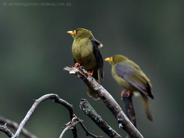 Bell Miner bell_miner_59630.jpg
