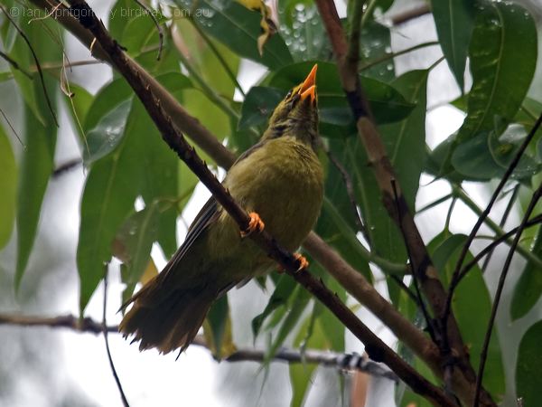 Bell Miner bell_miner_98009.psd