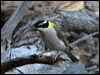blackchinhoneyeater10065