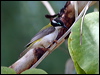 blackchinhoneyeater80086