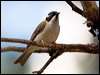 Click here to enter gallery and see photos/pictures/images of Black-chinned Honeyeater