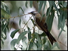 blackchinhoneyeater80137