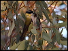 blackchinhoneyeater81115