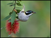 blk_chin_honeyeater_183915