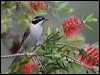 blk_chin_honeyeater_183964