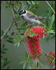 blk_chin_honeyeater_183972