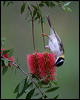 blk_chin_honeyeater_184096