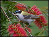 blk_chin_honeyeater_184111