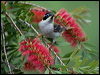 blk_chin_honeyeater_184118
