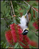blk_chin_honeyeater_184125