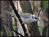blk_chin_honeyeater_189853