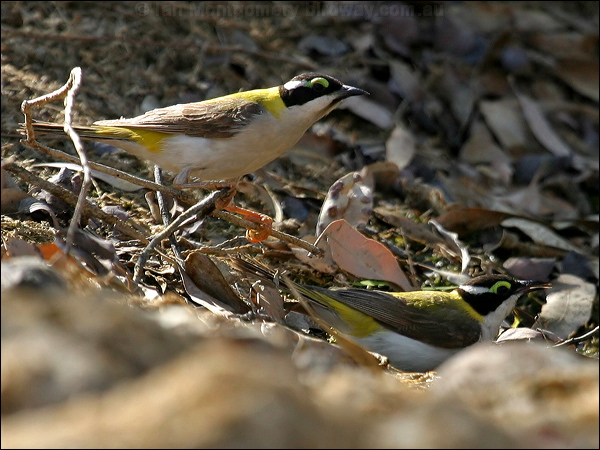 Black-chinned Honeyeater blackchinhoneyeater10003.psd