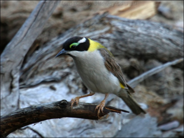 Black-chinned Honeyeater blackchinhoneyeater10065.psd