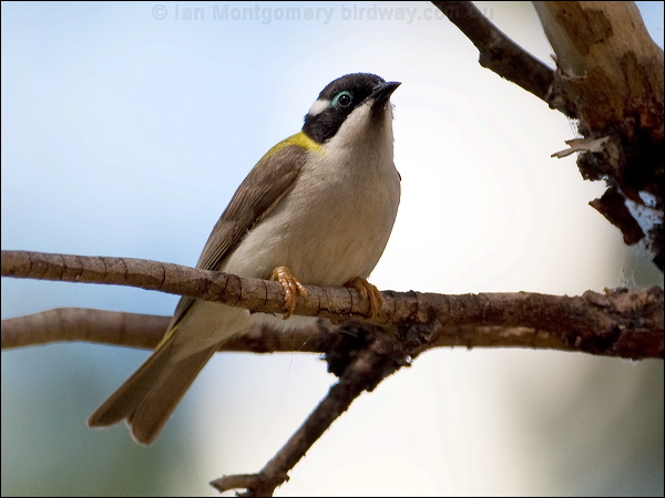 Black-chinned Honeyeater blackchinhoneyeater80107.psd