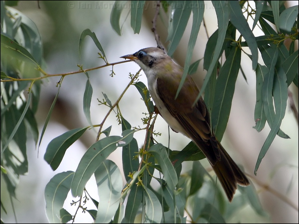 Black-chinned Honeyeater blackchinhoneyeater80137.psd