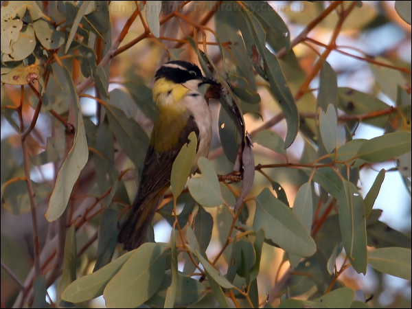 Black-chinned Honeyeater blackchinhoneyeater81115.psd