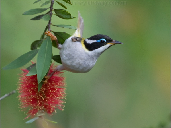 Black-chinned Honeyeater blk_chin_honeyeater_183915.psd
