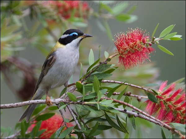 Black-chinned Honeyeater blk_chin_honeyeater_183964.psd