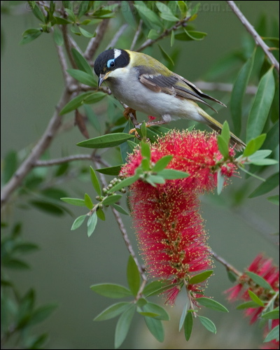 Black-chinned Honeyeater blk_chin_honeyeater_183972.psd