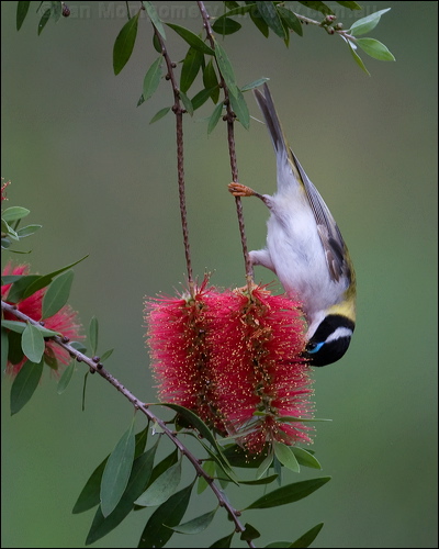 Black-chinned Honeyeater blk_chin_honeyeater_184096.psd