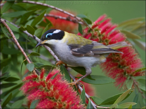 Black-chinned Honeyeater blk_chin_honeyeater_184111.psd