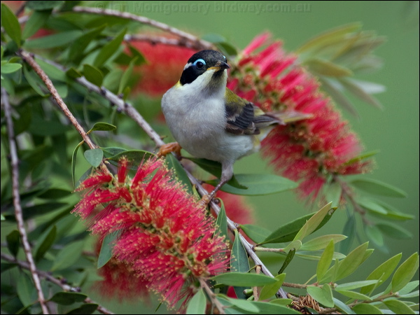 Black-chinned Honeyeater blk_chin_honeyeater_184118.psd