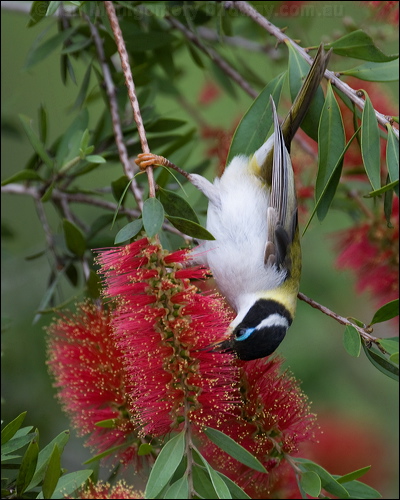 Black-chinned Honeyeater blk_chin_honeyeater_184125.psd