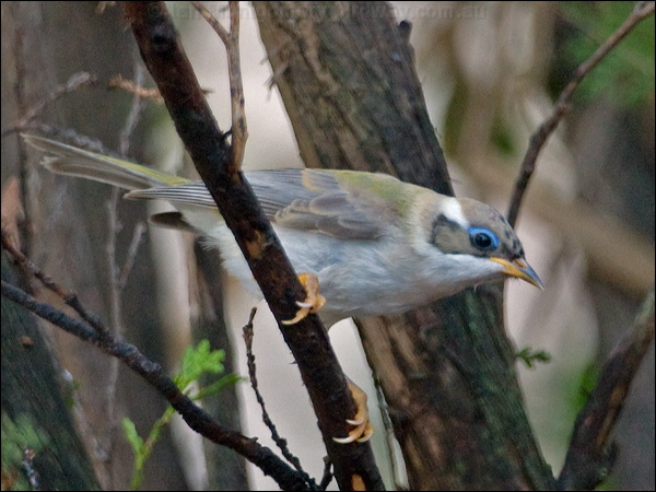 Black-chinned Honeyeater blk_chin_honeyeater_189853.psd